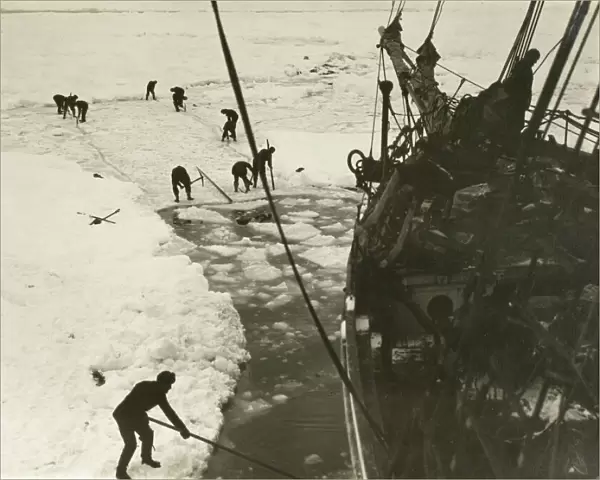 Endeavouring to cut the ship out of the ice, February, 1915