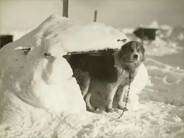 A dog kennel made of snow and ice