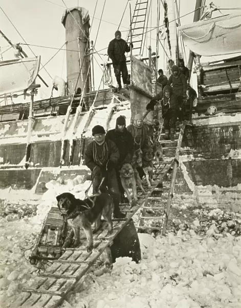 Dogs leaving the ship for training
