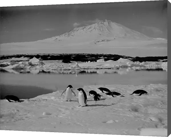 Group of Adelie penguins on an ice floe, with Mount Erebus in background. January 5th 1911
