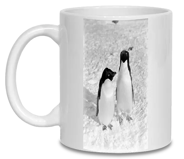 A pair of Adelie penguins. January 1911