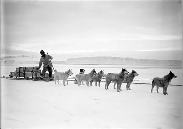 Dr Atkinsons dog team landing stores from the Terra Nova. December 2nd 1911