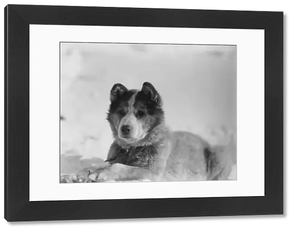 Portrait of the sledge dog named Vida