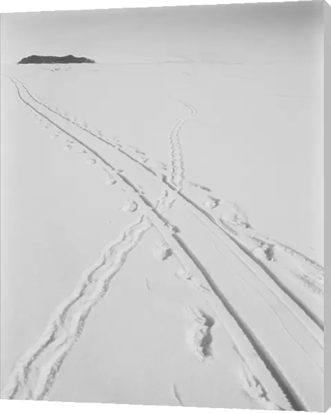 Adelie penguin track and sledge track crossing. December 8th 1911