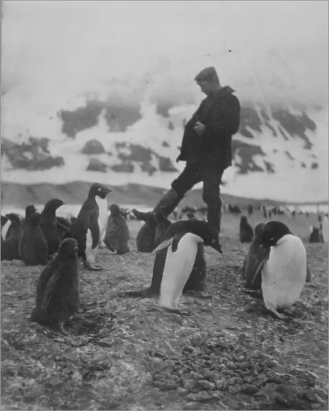 Cape Adare. A man walks amongst a group of Adelie penguins