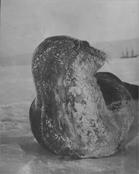 Bashful Weddell seal