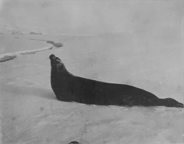 Weddell seal making for crack in ice
