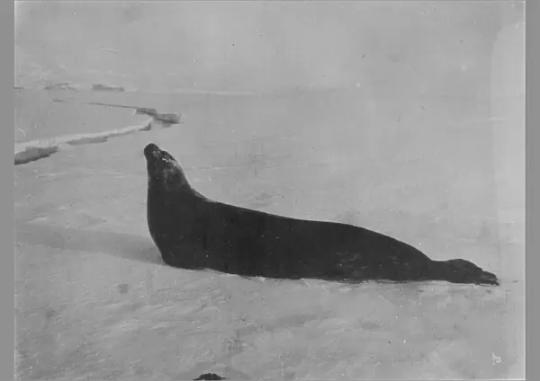 Weddell seal making for crack in ice