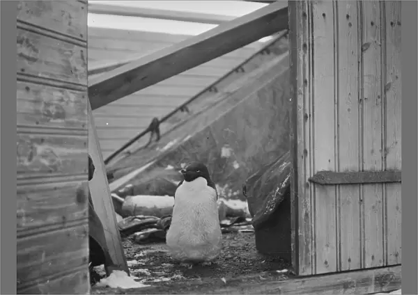 Adelie penguin, at doorway of a hut