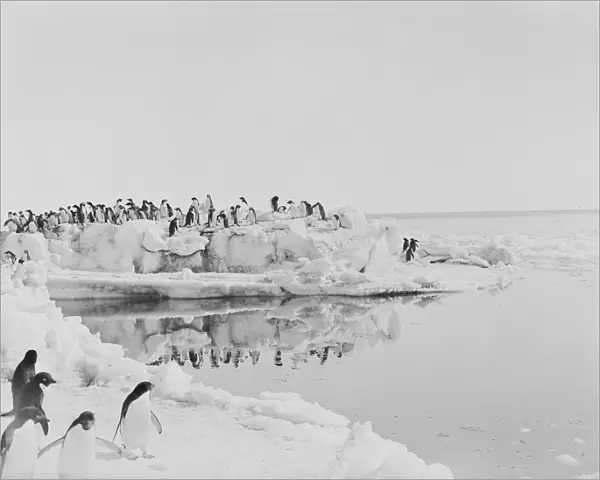Adelie penguins standing on weathered blocks of ice