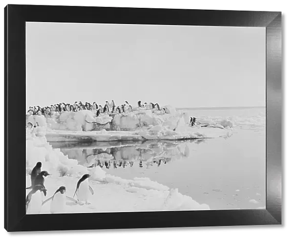 Adelie penguins standing on weathered blocks of ice