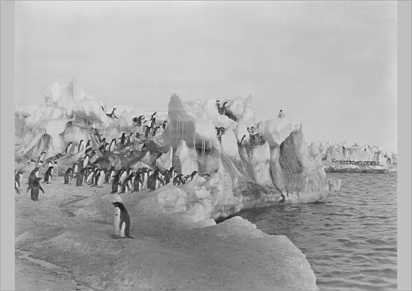 Adelie penguins standing on weatherd ice