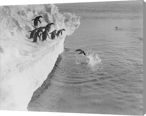 Adelie penguin dives from an ice shelf, others wait their turn