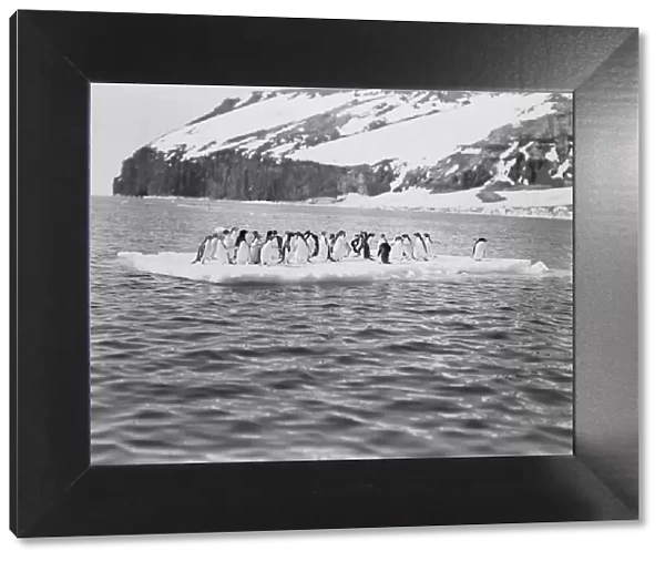 Adelie penguins on an ice floe