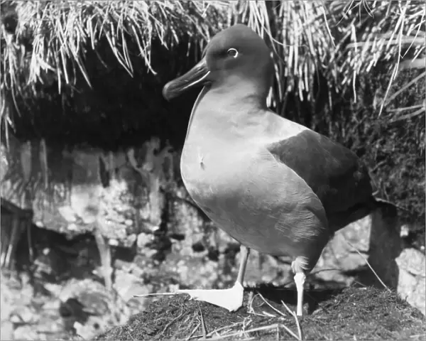 Sooty Albatross standing by nest