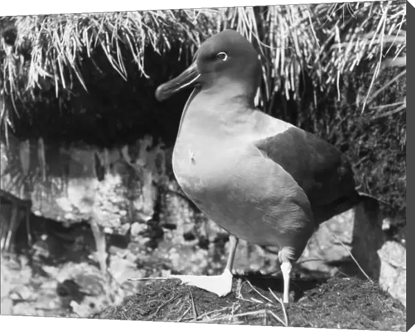 Sooty Albatross standing by nest