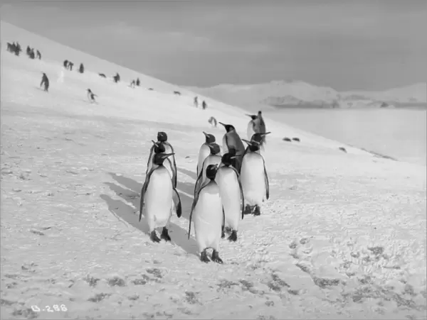 King Penguins, Bay of Isles