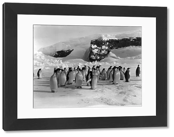 Group of Emperor Penguins on the ice with snow covered rocks in background