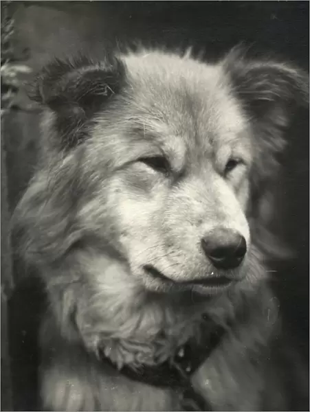 Portrait of the dog named Sue