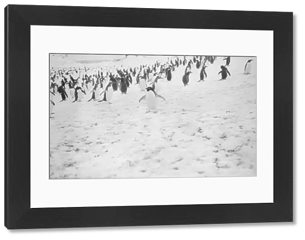 Adelie penguin, Waterboat Point, Paradise Bay
