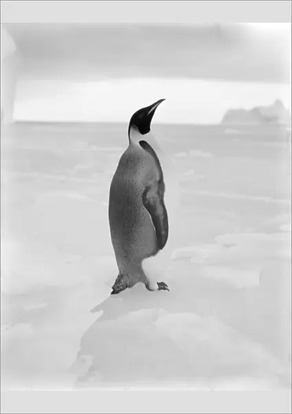 Emperor penguin, April 1st 1911