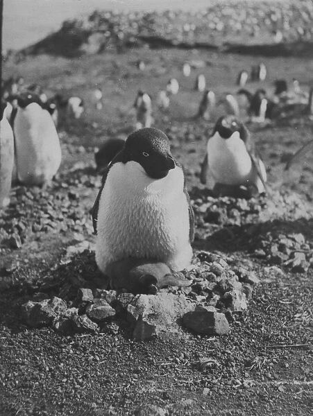Adelie penguin and chick on nest of stones