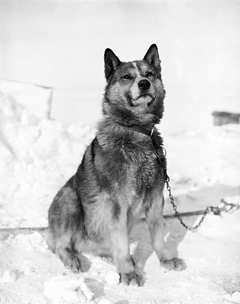 Portrait of the sledge dog, Chris