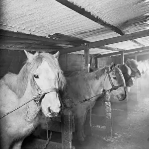 Capt Oates and Siberian ponies in the stable at Winterquarters Hut. May 23rd 1911
