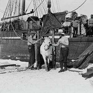 Lt Henry Rennick leading one of the ponies out of the box onto the sea ice. January 1911