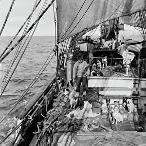 View of deck of Terra Nova with dogs from engine room hatch. January 3rd 1911