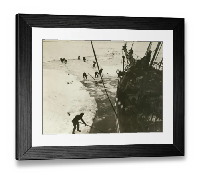 Framed Print : Endeavouring to cut the ship out of the ice, February, 1915 Framed Print : Endeavouring to cut the ship out of the ice, February, 1915