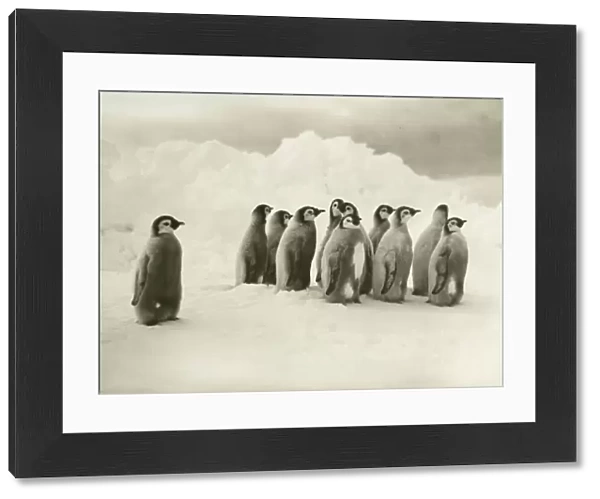 Young Emperor penguin chicks