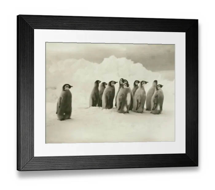 Framed Print : Young Emperor penguin chicks