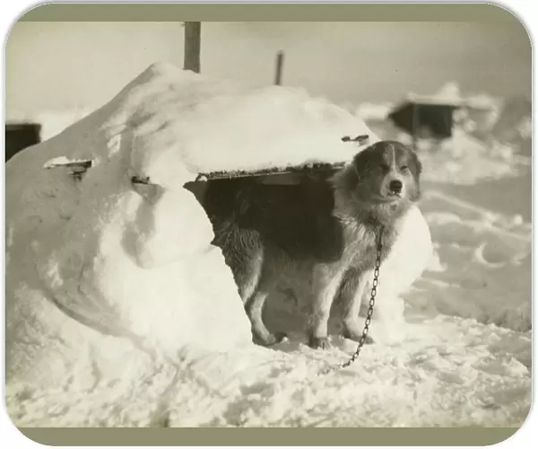 A dog kennel made of snow and ice