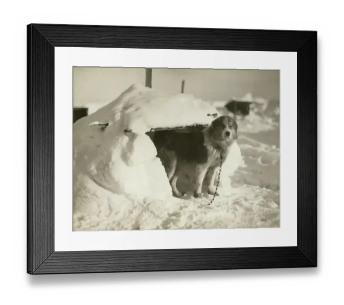 Framed Print : A dog kennel made of snow and ice