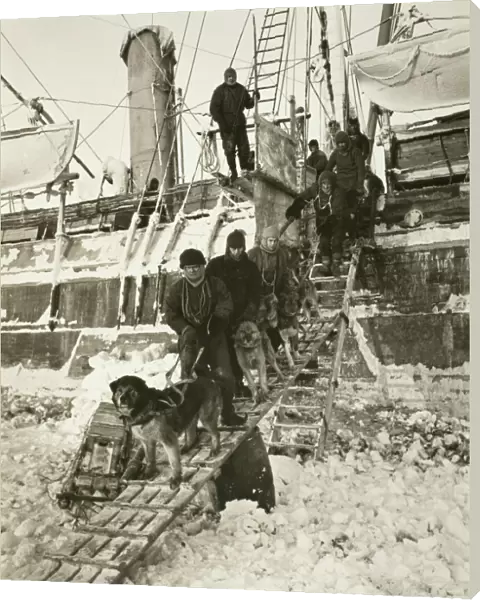 Dogs leaving the ship for training