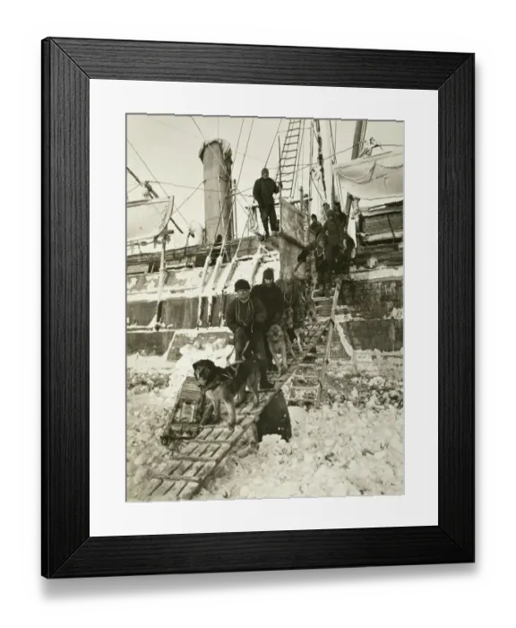 Framed Print : Dogs leaving the ship for training
