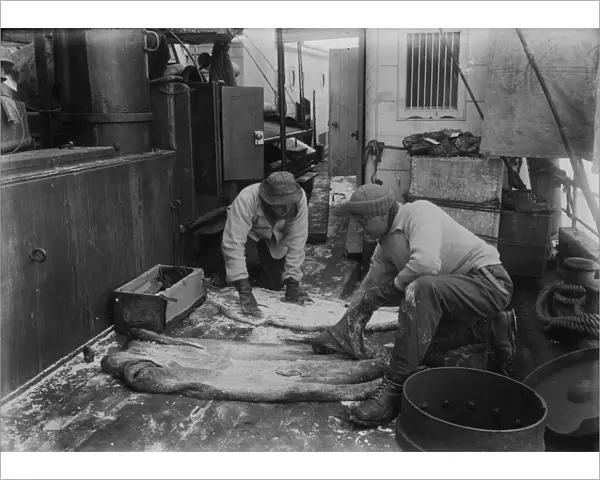 Dr. Wilson and Lt. Pennell salting seal skins. December 27th 1910