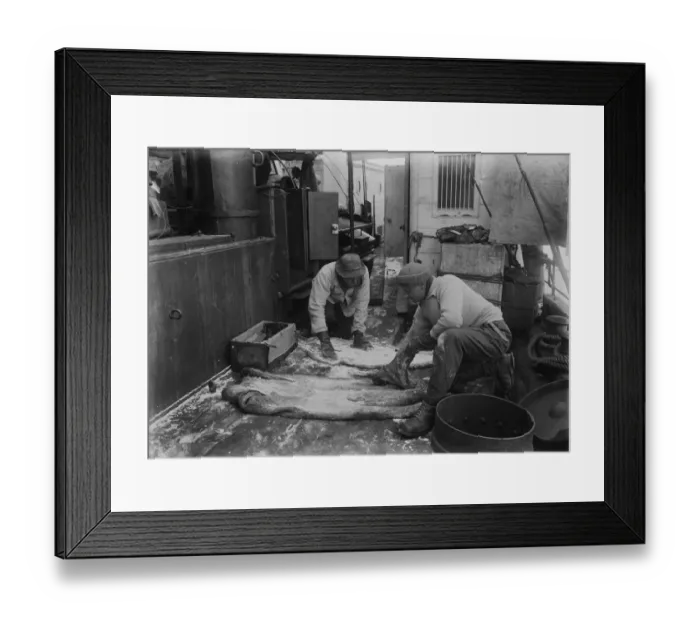 Framed Print : Dr. Wilson and Lt. Pennell salting seal skins. December 27th 1910