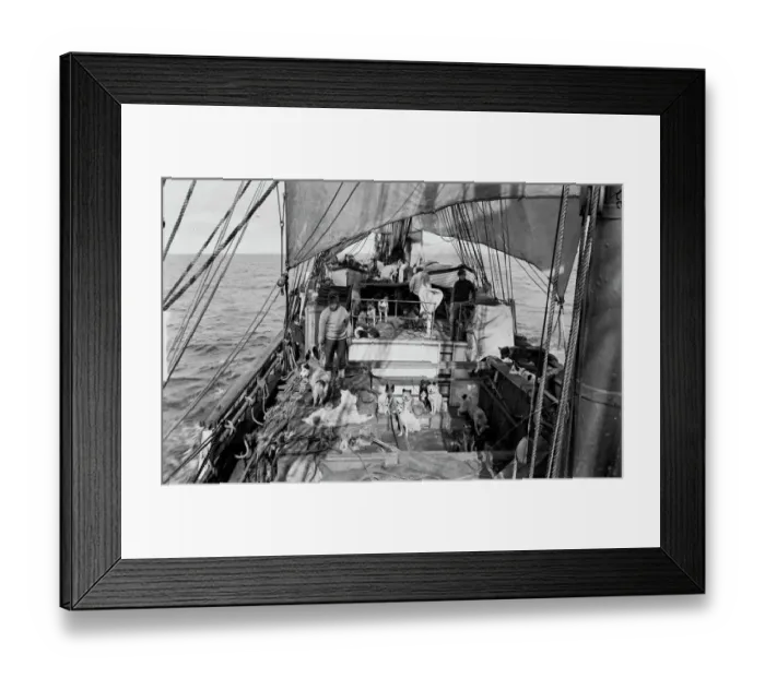 Framed Print : View of deck of Terra Nova with dogs from engine room hatch. January 3rd 1911 Framed Print : View of deck of Terra Nova with dogs from engine room hatch. January 3rd 1911