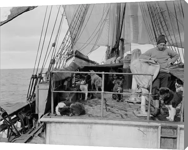 Cecil Meares and dogs on deck of Terra Nova. January 3rd 1911