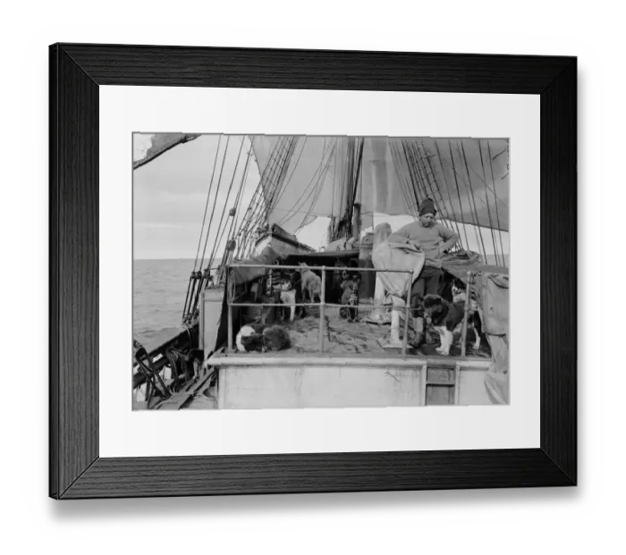 Framed Print : Cecil Meares and dogs on deck of Terra Nova. January 3rd 1911 Framed Print : Cecil Meares and dogs on deck of Terra Nova. January 3rd 1911