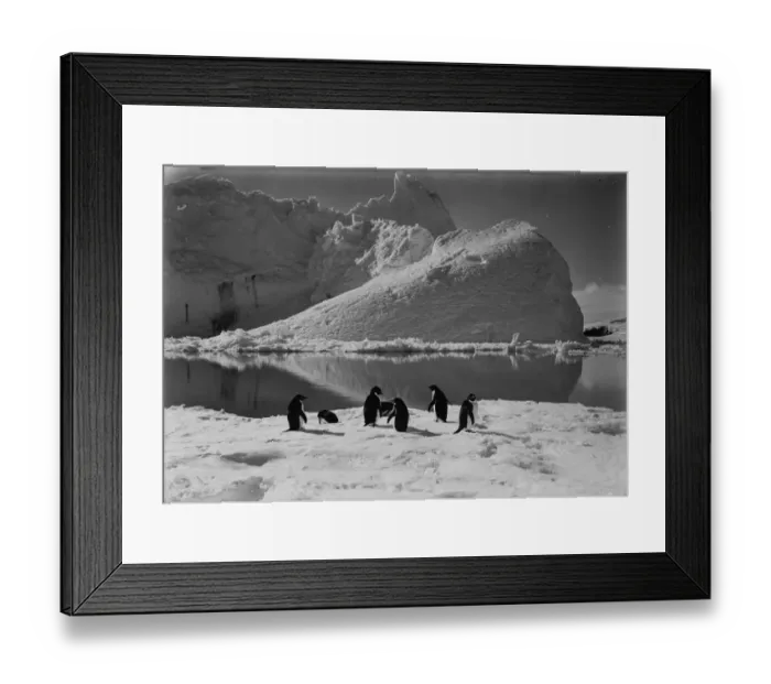 Framed Print : Adelie penguins and an iceberg. January 7th 1911 Framed Print : Adelie penguins and an iceberg. January 7th 1911