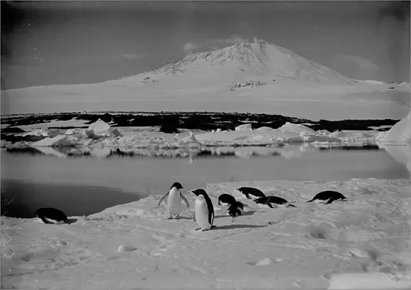 Group of Adelie penguins on an ice floe, with Mount Erebus in background. January 5th 1911