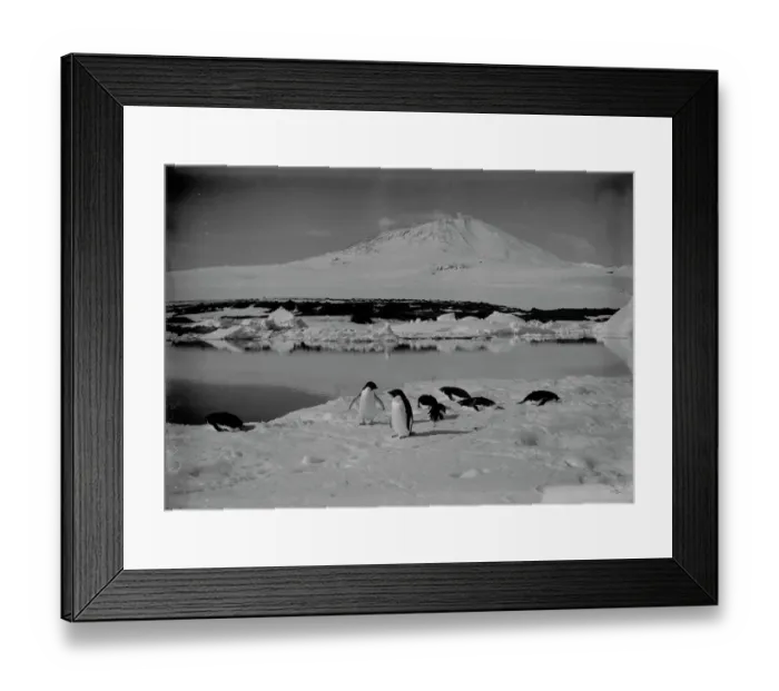 Framed Print : Group of Adelie penguins on an ice floe, with Mount Erebus in background. January 5th 1911
