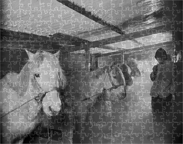 Capt Oates and Siberian ponies in the stable at Winterquarters Hut. May 23rd 1911