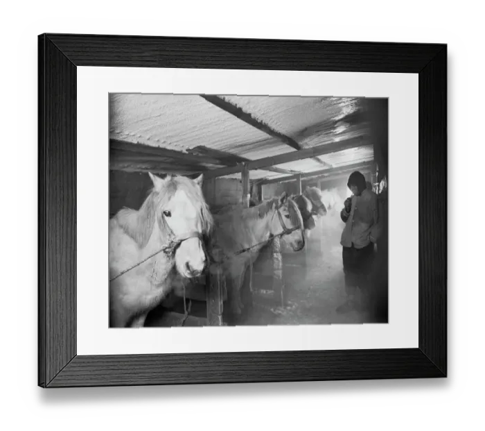 Framed Print : Capt Oates and Siberian ponies in the stable at Winterquarters Hut. May 23rd 1911 Framed Print : Capt Oates and Siberian ponies in the stable at Winterquarters Hut. May 23rd 1911