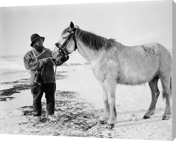 Lt Henry Bowers and pony Victor. October 1911