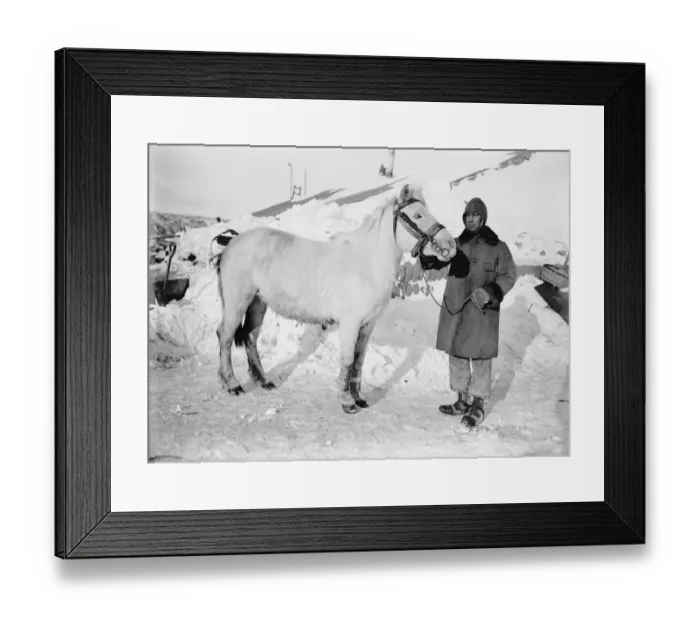 Framed Print : Capt Oates and pony Snippets. October 1911 Framed Print : Capt Oates and pony Snippets. October 1911
