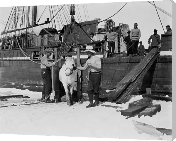 Lt Henry Rennick leading one of the ponies out of the box onto the sea ice. January 1911